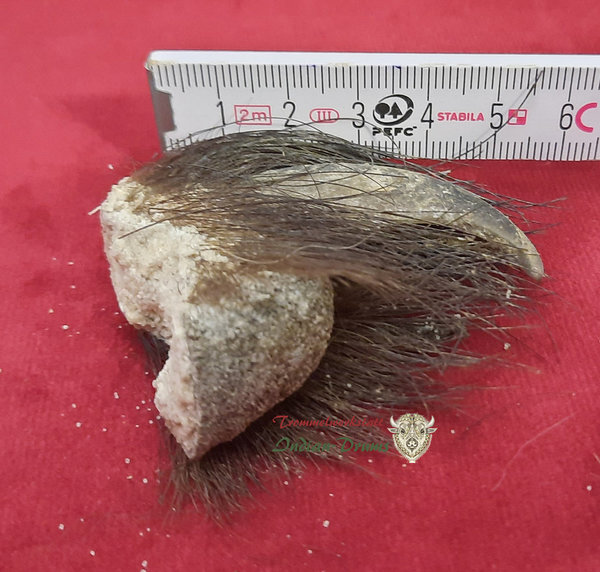 Bärenkralle BK-78 ca 5,0 cm Länge