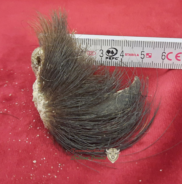 Bärenkralle BK-83 ca 4,5 cm Länge